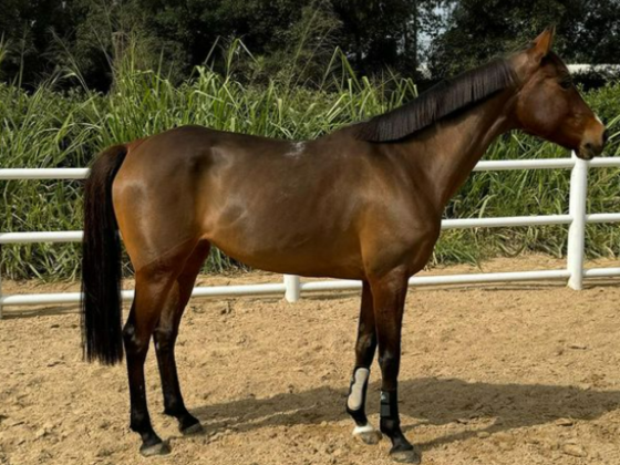 European Equestrian Academy