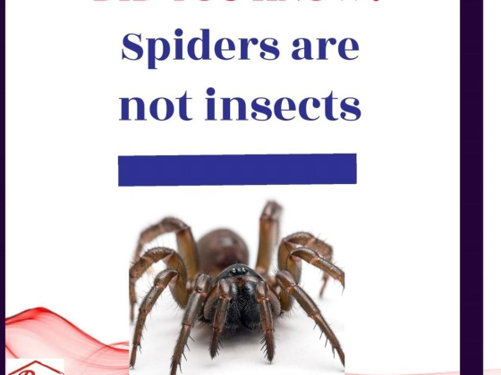 Pest Killer For Pest Control