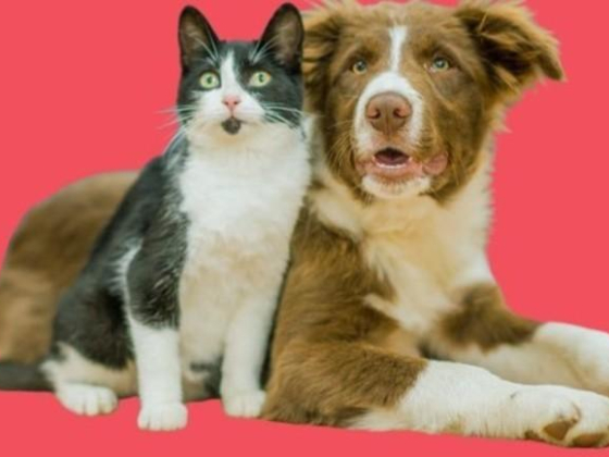Pawfessor Pets Grooming