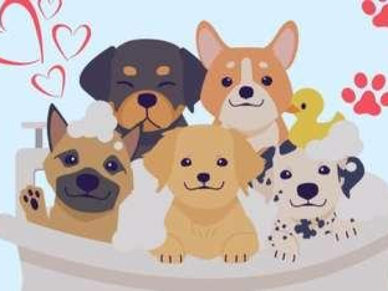 Pawfessor Pets Grooming