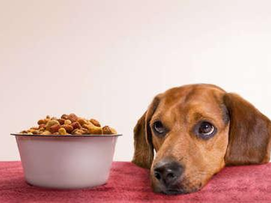 Mega Star Pet Food Nutrition