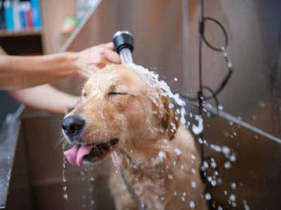 Doog Mobile Pet Grooming Co.