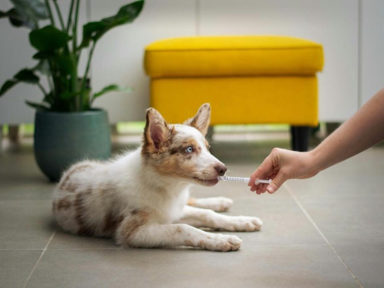 Pet Joy Veterinary Clinic