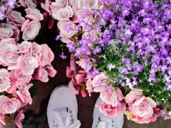 Glamour Rose Flowers Trading (branch)