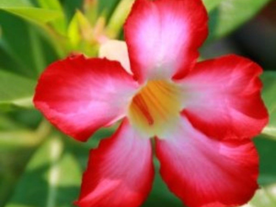 Najam Al Sahraa Landscaping & Gardening