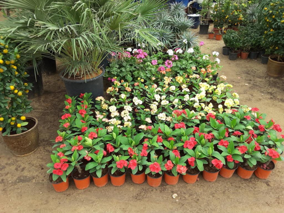 POINCIANA NURSERY L.L.C