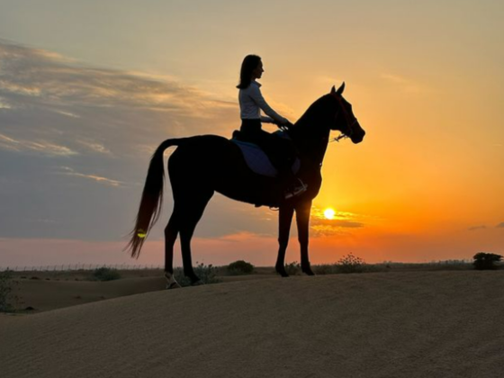 Horse Paradise