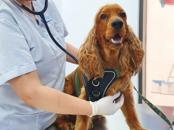 Blue Oasis Veterinary Clinic