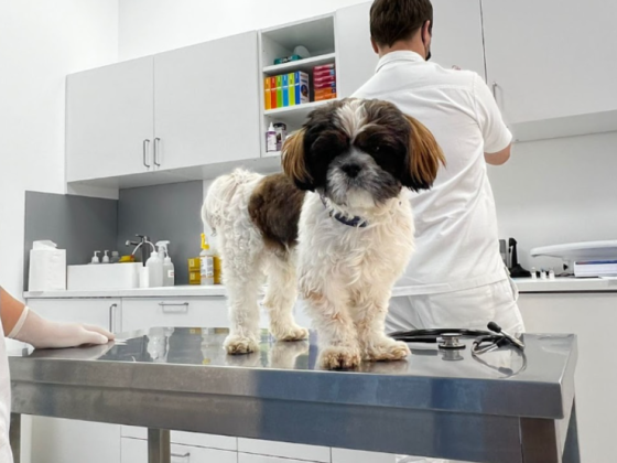 Blue Oasis Veterinary Clinic