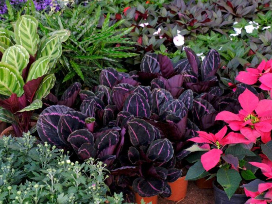 Dubai Municipality Nursery