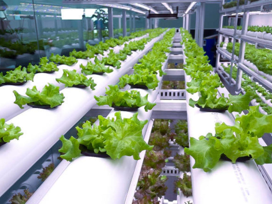 Krishi Care Farms