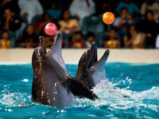 Dubai Dolphinarium