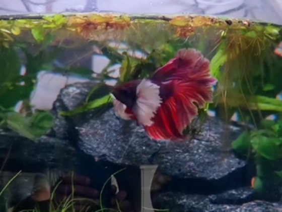 Aquascape Aquarium & Pets