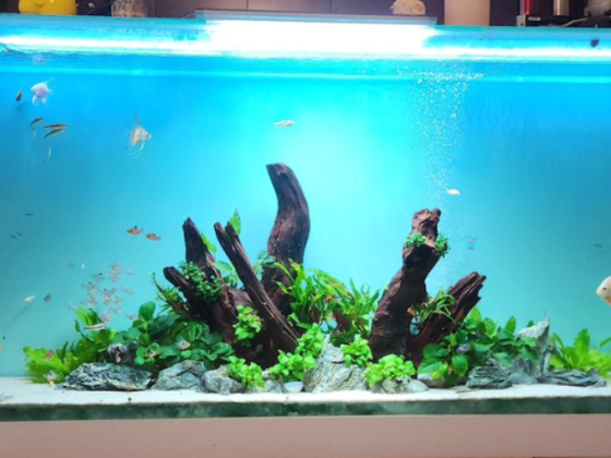 Aquascape Aquarium & Pets