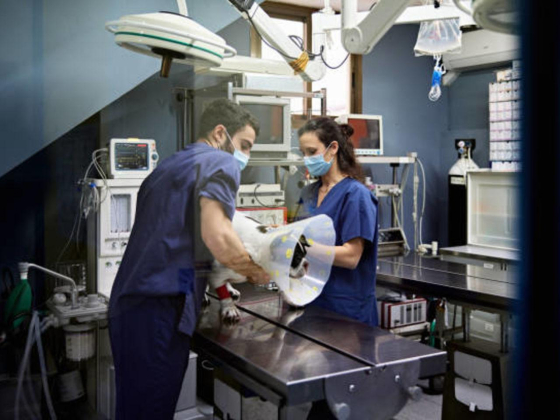 Topvet Veterinary Clinic