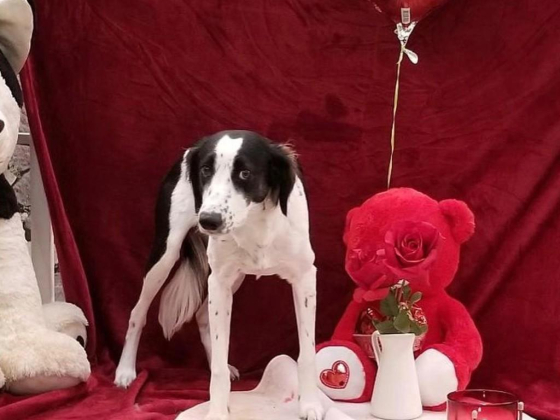 Romis Home Pets Nursery