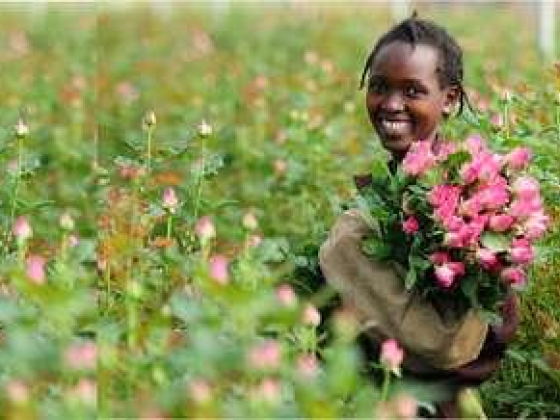 Flower Hub