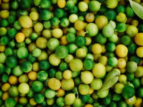 Almadinuh Alkhadra Foodstuff Trading