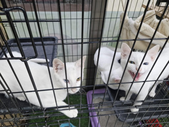 Nancy Barcala Aquatic & Live Animals Trading