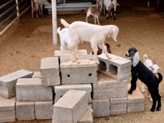 Wadi Al Amardi Farm Dates Trading