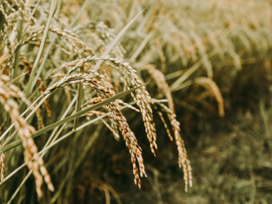 Syed Agha Rice Trading