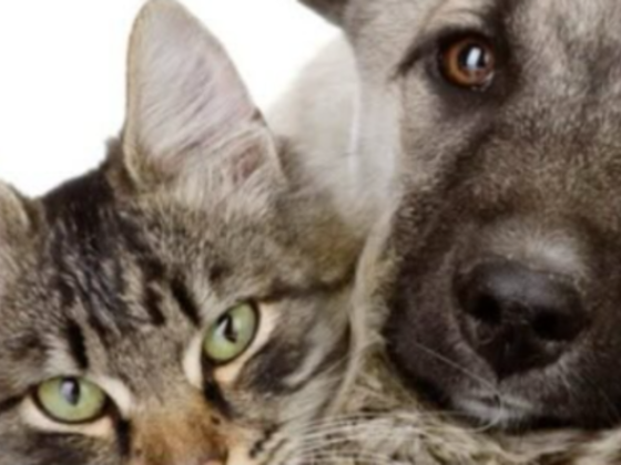 Vets For Pets Veterinary Clinic
