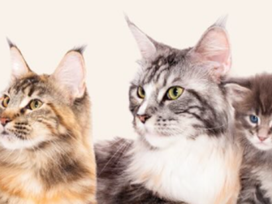 Vets For Pets Veterinary Clinic