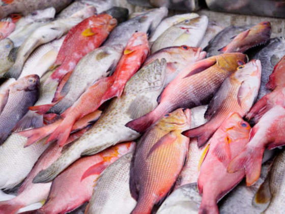Al Rukn Althameen Fish Trading