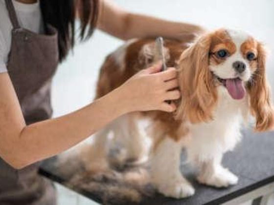 Falcon City Pet Care & Grooming