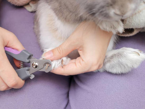 Falcon City Pet Care & Grooming