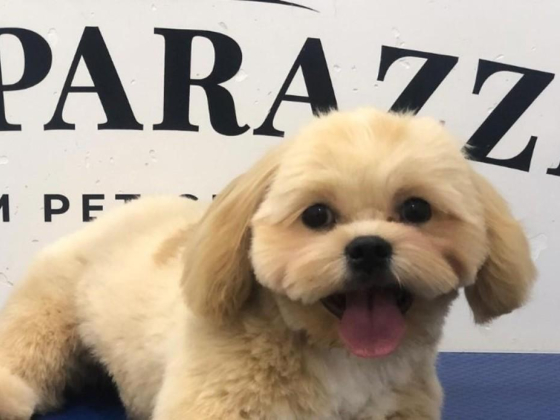 Pawparazzi Pet Grooming