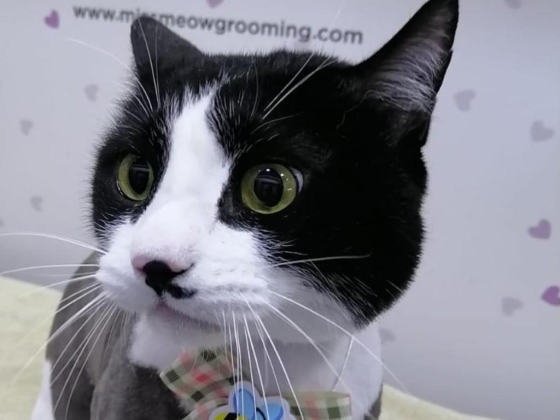 Miss Meow