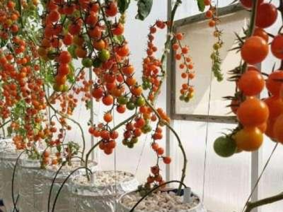 Gulf Hydroponic Agriculture Services