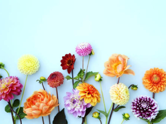 Only Touch Flower Trading