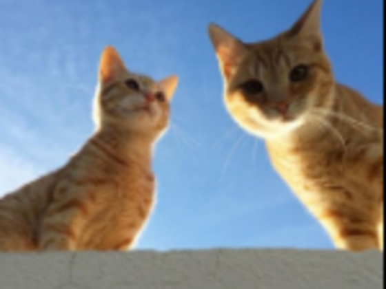 The Dubai Cat Sitting Company