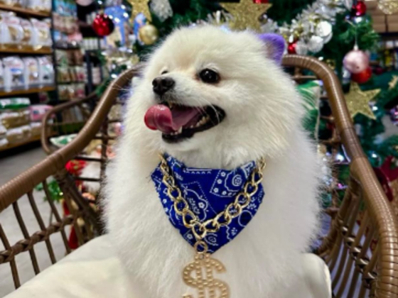 Pet Boutique Daycare & Spa