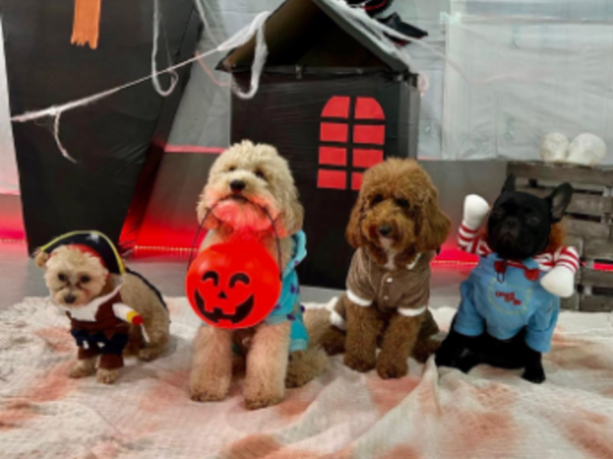 Pet Boutique Daycare & Spa