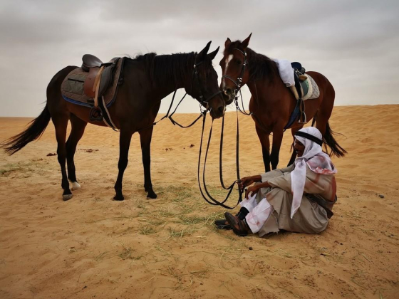 Al Dhabi Horses And Camels Rental