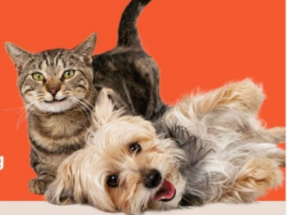 Pawsome Friends