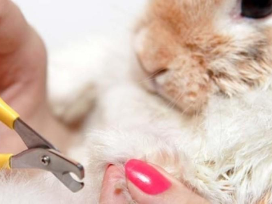 Wooferine Pets Grooming