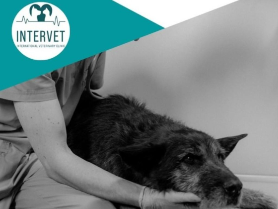 Intervet Veterinary Clinic