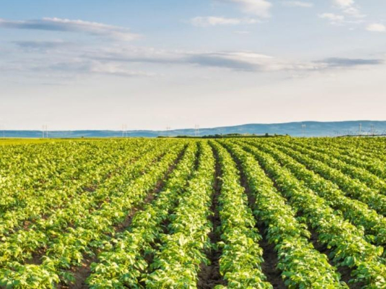 Elite Farms Vegetables & Fruits Vegetables