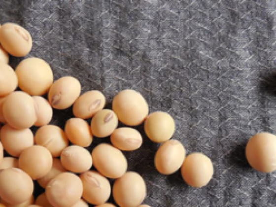 Rehobath General Trading