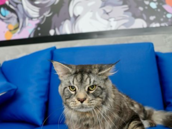 Pet Bond