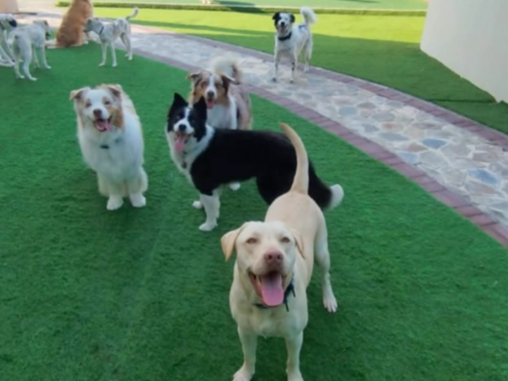 Shoosh World For Domestic Pets Boarding