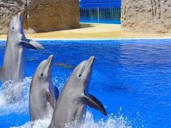 Pan World Travel Tourism