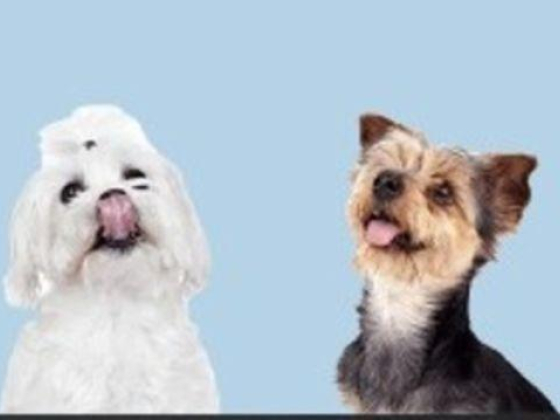 Territory Pet Clinic