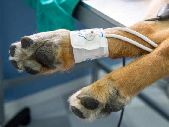 Wam Care Medicine And Equipment Veterinary Trading