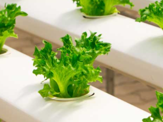 Freshontable