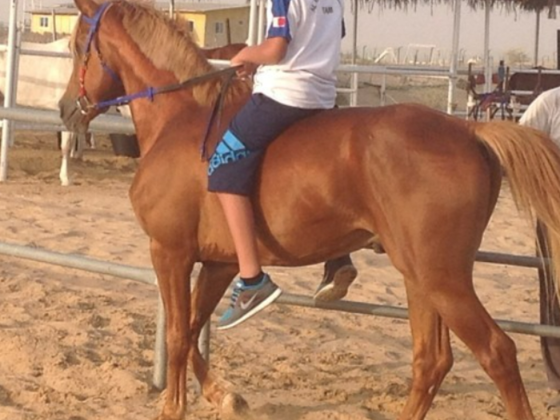 Mohd Al Khamri Stable